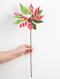 22  Stripe Poinsettia Stem: Red, Green, White Sale