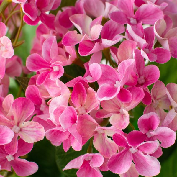 23  Hydrangea Bush: Fuchsia Pink Online Sale