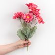 17  Gerbera Daisy Bush: Fuchsia Pink Online Sale