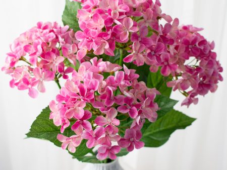 23  Hydrangea Bush: Fuchsia Pink Online Sale