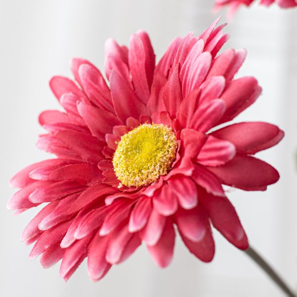 17  Gerbera Daisy Bush: Fuchsia Pink Online Sale