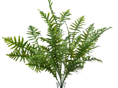 22  Leather Fern Bush Sale