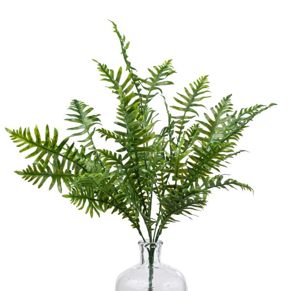 22  Leather Fern Bush Sale