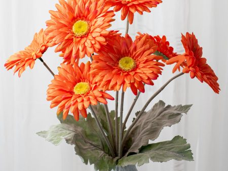 17  Gerbera Daisy Bush: Orange Discount