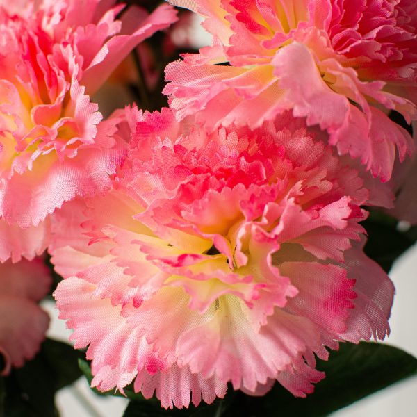 17  Colorfast Carnation Bush: Pink Online