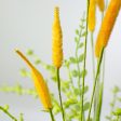 24  Bunny Tail & Leaves Bush: Orange Online now