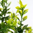 21  Tea Leaf Bush Cheap