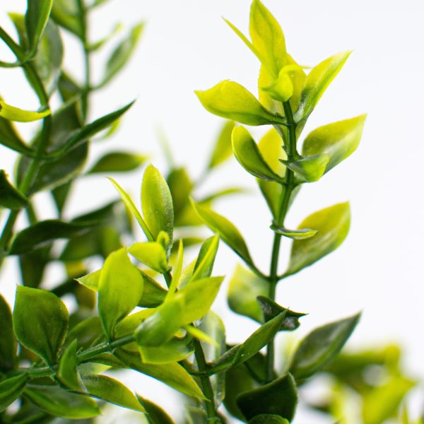 21  Tea Leaf Bush Cheap