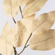 23  Ficus Leaf Spray: Taupe (12) Online Sale