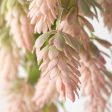 19   Hops Hanging Spray: Pink Online Sale