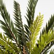 16  Sago Palm Cycas Bush (21 Stem) For Cheap