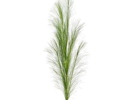 38  Metallic Pampas Grass Spray: Lime Green For Sale