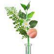 10  Fern, Greenery, Peach Pick on Sale