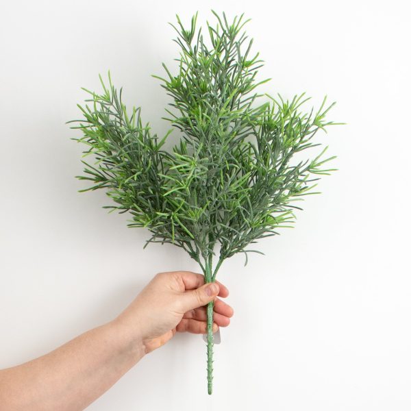 18  Rosemary Bush Online