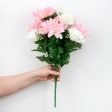 23  Dahlia Rose Bush: Pink & Cream Online now