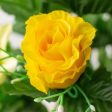 18  Rose & Lily Bush: Yellow (12 Stem) For Discount