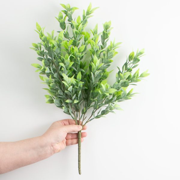 21  Green Ruscus Bush For Sale