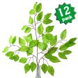 23  Ficus Leaf Spray: Lime Green (12) Discount