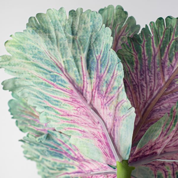 10  Kale Cabbage Plant Pick: Purple Fashion