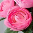 20  Ranunculus Bush: Pink (12 Stem) For Sale