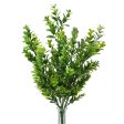 18  Boxwood Bush Online now