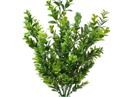 18  Boxwood Bush Online now