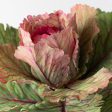 10  Kale Cabbage Plant Pick: Pink Online Sale