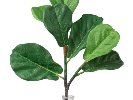 24  Fiddle Leaf Fig Spray Online