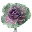 10  Kale Cabbage Plant Pick: Purple Fashion