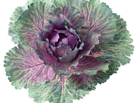 10  Kale Cabbage Plant Pick: Purple Fashion