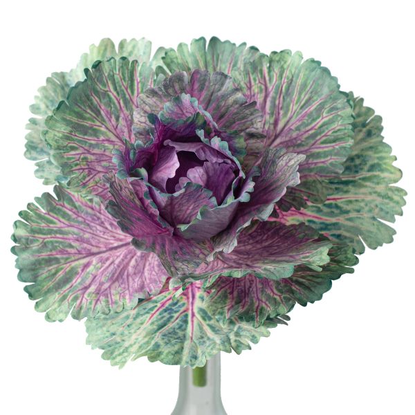 10  Kale Cabbage Plant Pick: Purple Fashion