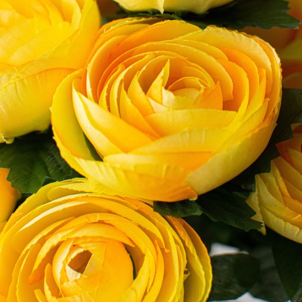 20  Ranunculus Bush: Yellow (12 Stem) Online now