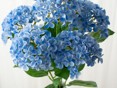 23  Hydrangea Bush: Blue Cheap