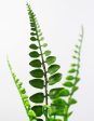 14  Boston Fern Leaves Bush (UV Shield) Fashion