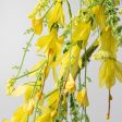 4  Forsythia and Heather Garland: Yellow Online Sale