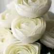 20  Ranunculus Bush: Cream (12 Stem) Sale