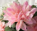 23  Dahlia Rose Bush: Pink & Cream Online now