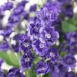 19  Colorfast Double Baby s Breath: Purple Discount