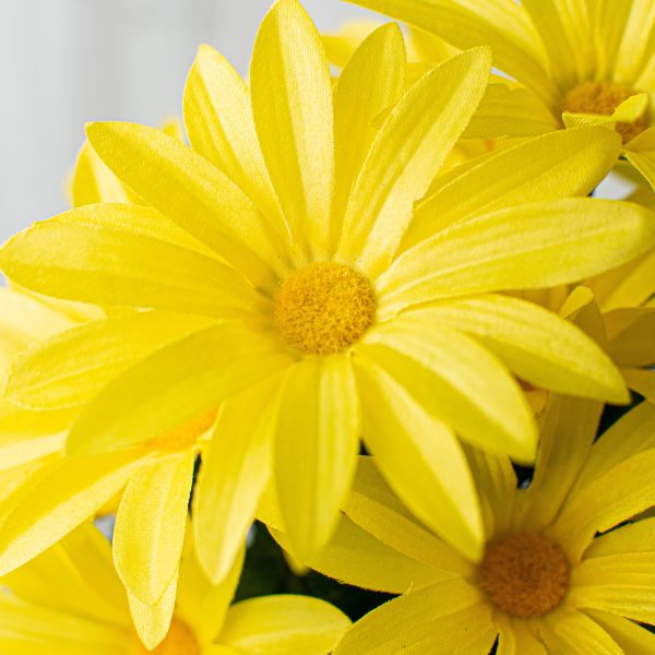 19  Daisy Bush: Yellow (12 Stem) For Discount