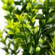 21  Tea Leaf Bush Cheap