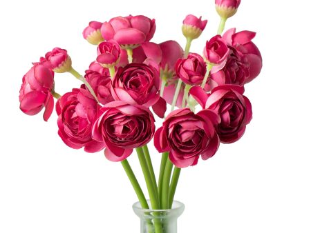 11  Mini Ranunculus Bundle: Fuchsia Pink Supply