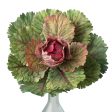 10  Kale Cabbage Plant Pick: Pink Online Sale