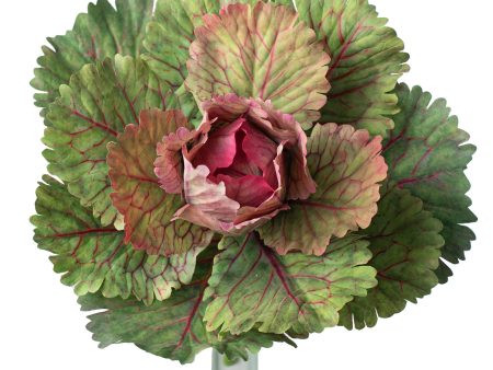 10  Kale Cabbage Plant Pick: Pink Online Sale