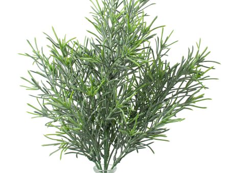 18  Rosemary Bush Online