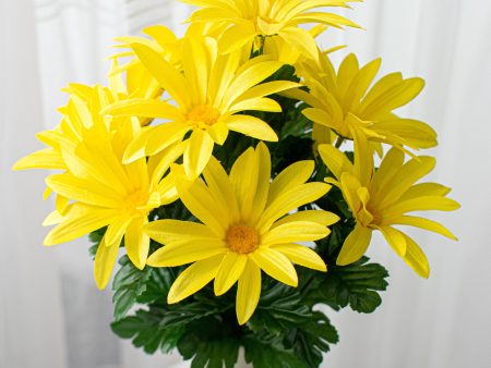 19  Daisy Bush: Yellow (12 Stem) For Discount