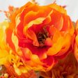 22  Peony Dahlia Bush: Orange & Yellow (14 Stem) Online Sale