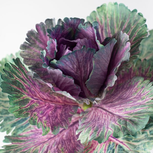 10  Kale Cabbage Plant Pick: Purple Fashion