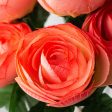 20  Ranunculus Bush: Coral Orange (12 Stem) Online