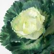 10  Kale Cabbage Plant Pick: Cream Cheap