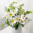 18  Mini Pansy Daisy Mix Bush: Cream (12) Hot on Sale